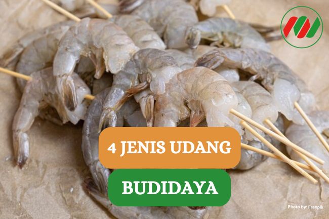 Ini Dia 4 Jenis Udang yang Sering Dibudidaya